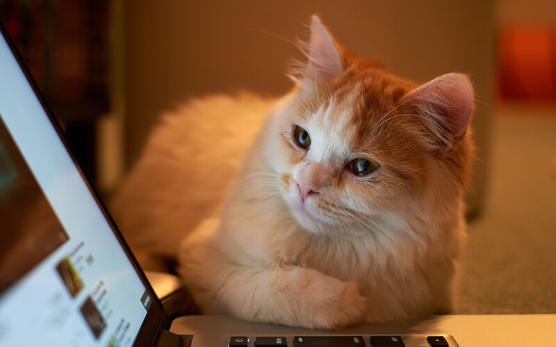 Fluffy Orange Cat — Calm, Photograph, Laptop, Keyboard, Screen