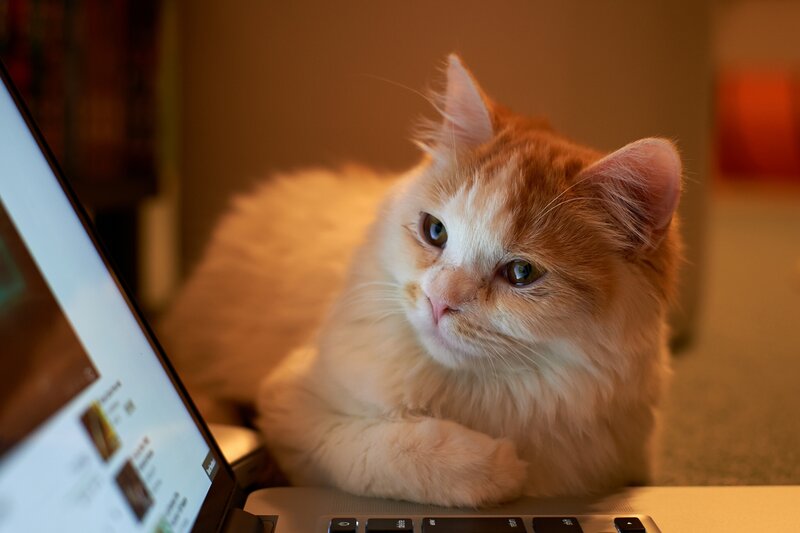 Fluffy Orange Cat — Calm, Photograph, Laptop, Keyboard