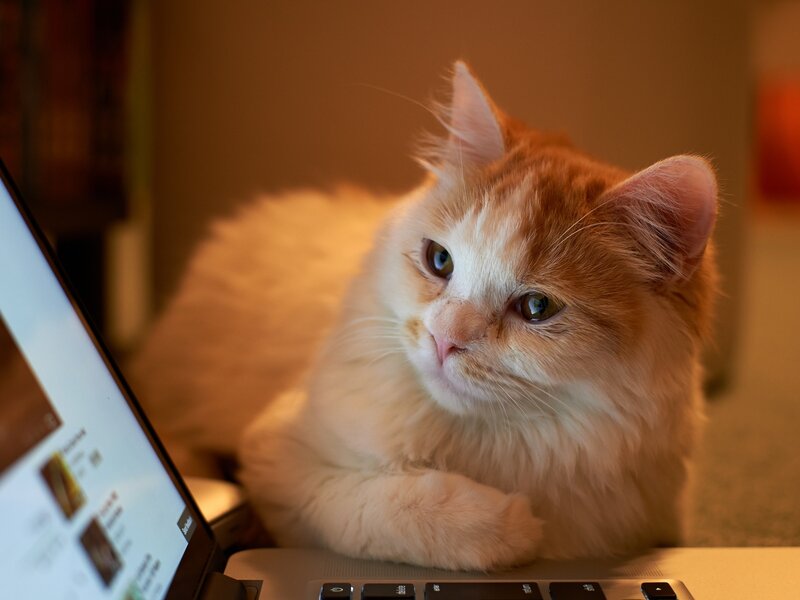 Fluffy Orange Cat — Calm, Photograph, Laptop