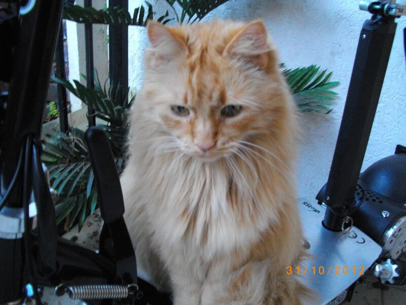 Fluffy Orange Cat — Calm, Photograph, Motorized Scooter