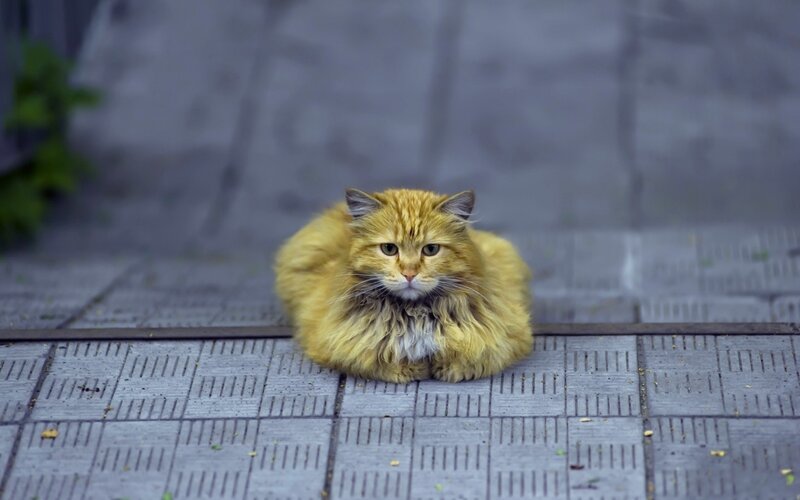 Fluffy Orange Cat — Calm, Photograph, Pavement