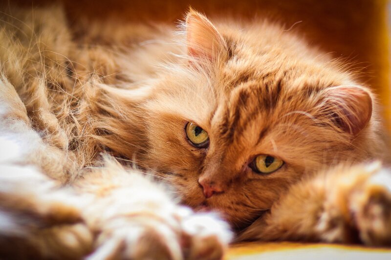 Fluffy Orange Cat — Calm, Photograph, Paws