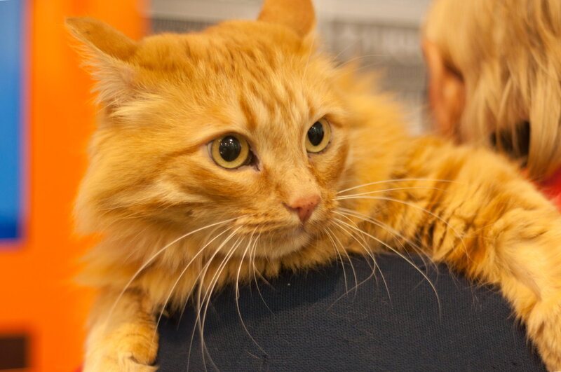 Fluffy Orange Cat — Calm, Photograph, Person