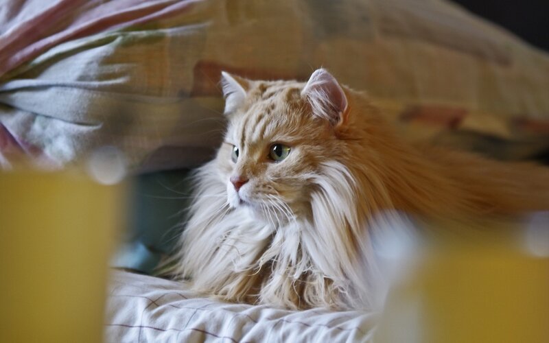 Fluffy Orange Cat — Calm, Photograph, Pillow