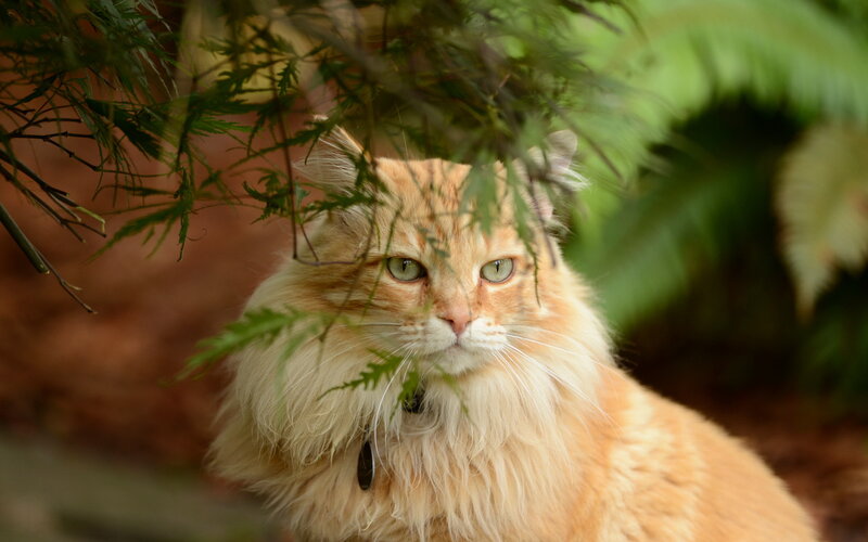Fluffy Orange Cat — Calm, Photograph, Plant