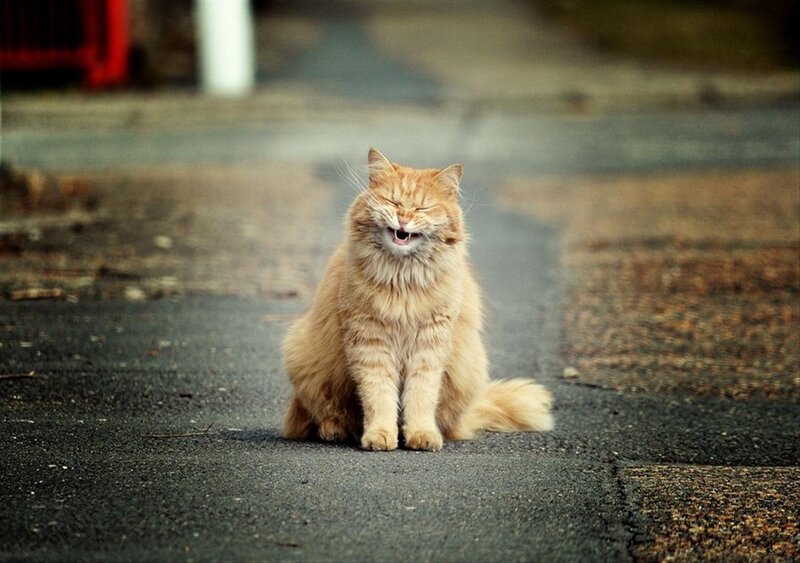 Fluffy Orange Cat — Calm, Photograph, Road