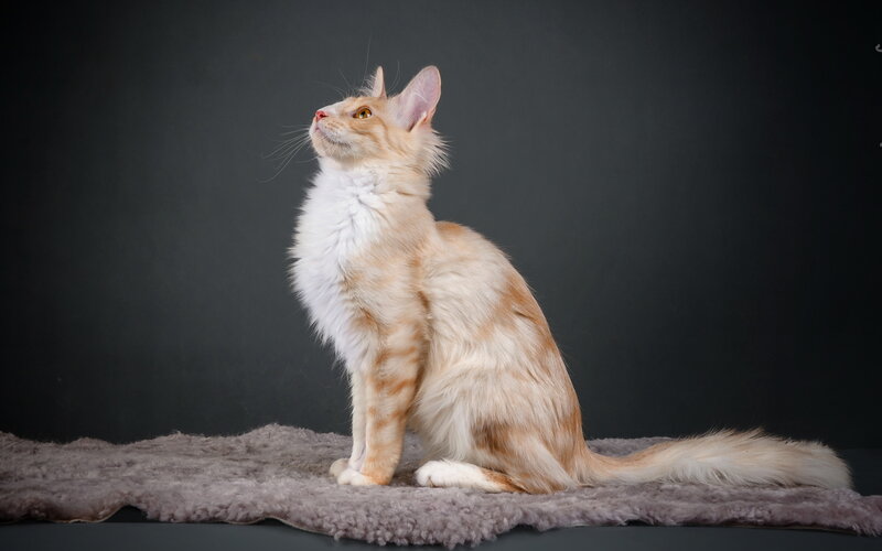 Fluffy Orange Cat — Calm, Photograph, Rug