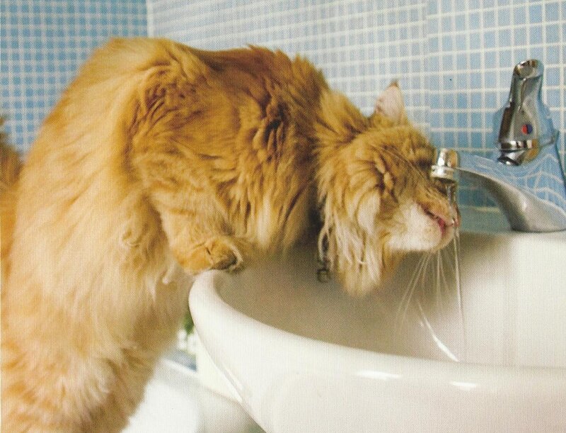 Fluffy Orange Cat — Calm, Photograph, Sink