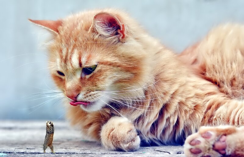 Fluffy Orange Cat — Calm, Photograph, Squirrel