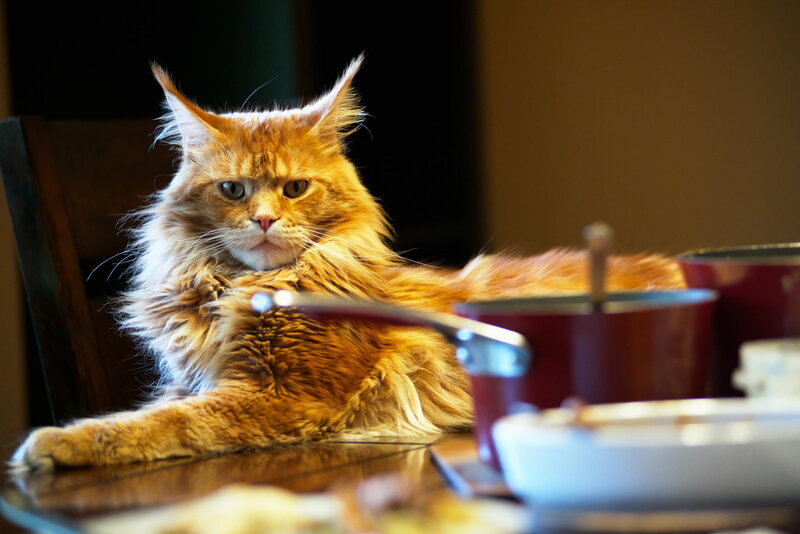 Fluffy Orange Cat — Calm, Photograph, Table