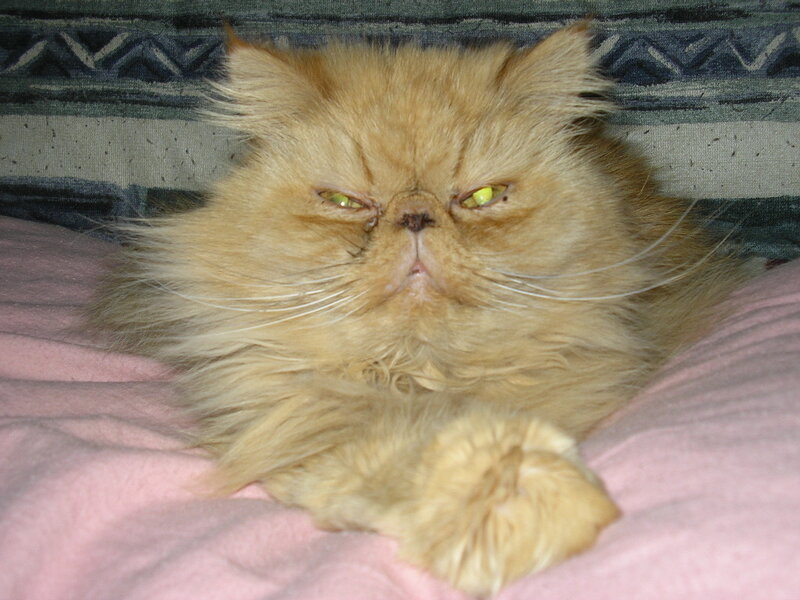 Fluffy Orange Cat — Calm, Photograph