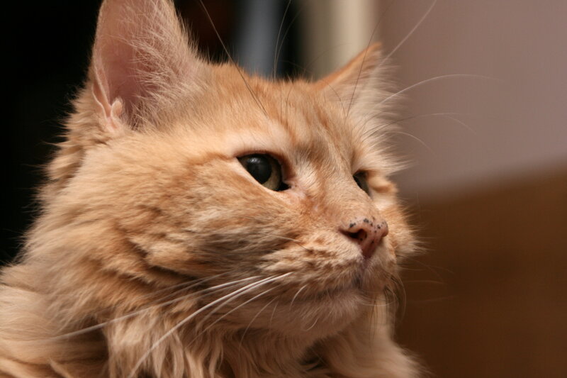 Fluffy Orange Cat — Calm, Photograph, Whiskers, Ears, Eyes