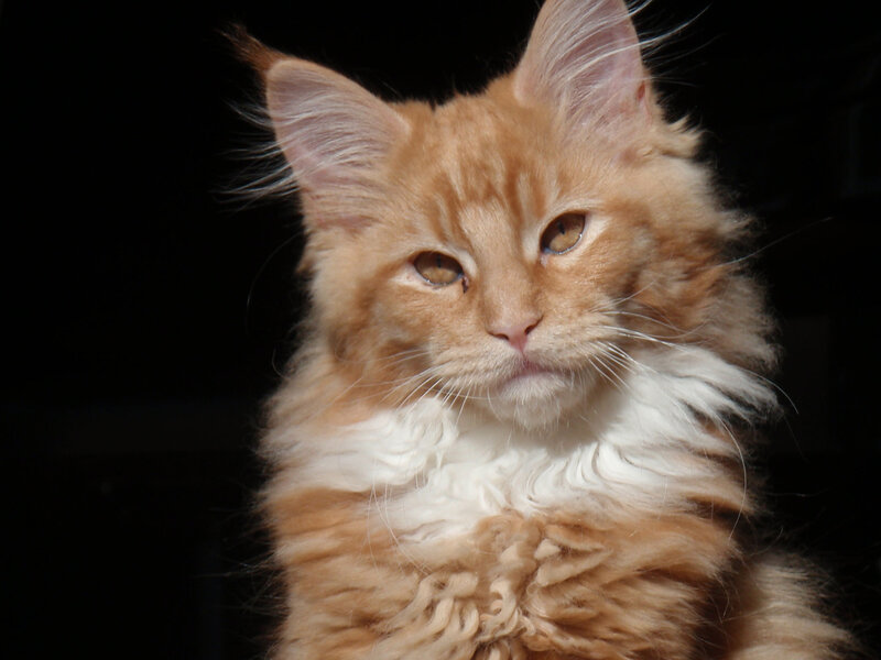 Fluffy Orange Cat — Calm, Photograph, Whiskers, Ears
