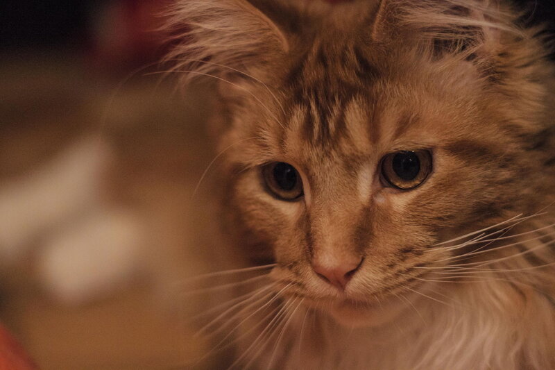 Fluffy Orange Cat — Calm, Photograph, Whiskers, Eyes, Fur