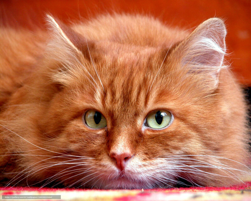 Fluffy Orange Cat — Calm, Photograph, Whiskers, Green Eyes, Red Surface