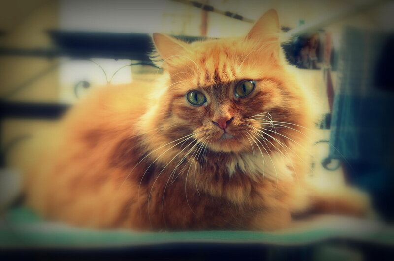 Fluffy Orange Cat — Calm, Photograph, Whiskers, Green Eyes
