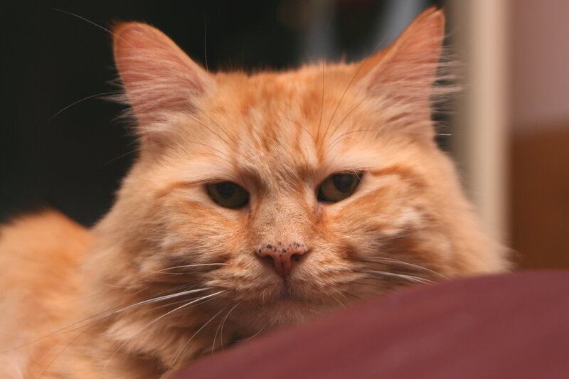 Fluffy Orange Cat — Calm, Photograph, Whiskers, Nose