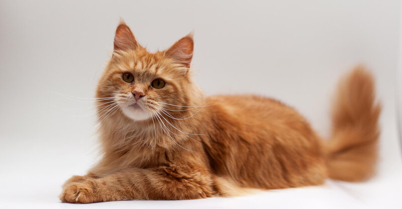 Fluffy Orange Cat — Calm, Photograph, Whiskers, Tail