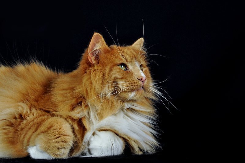 Fluffy Orange Cat — Calm, Photograph, Whiskers