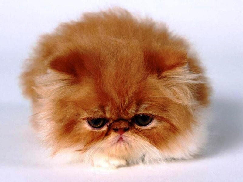 Fluffy Orange Cat — Calm, Photograph, White Background