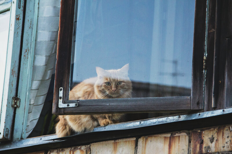 Fluffy Orange Cat — Calm, Photograph, Window, Curtain