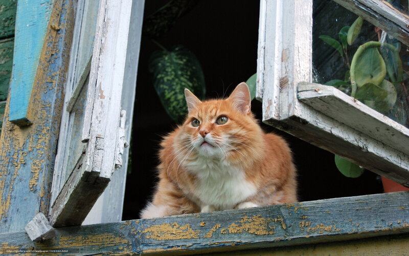Fluffy Orange Cat — Calm, Photograph, Window, Plant