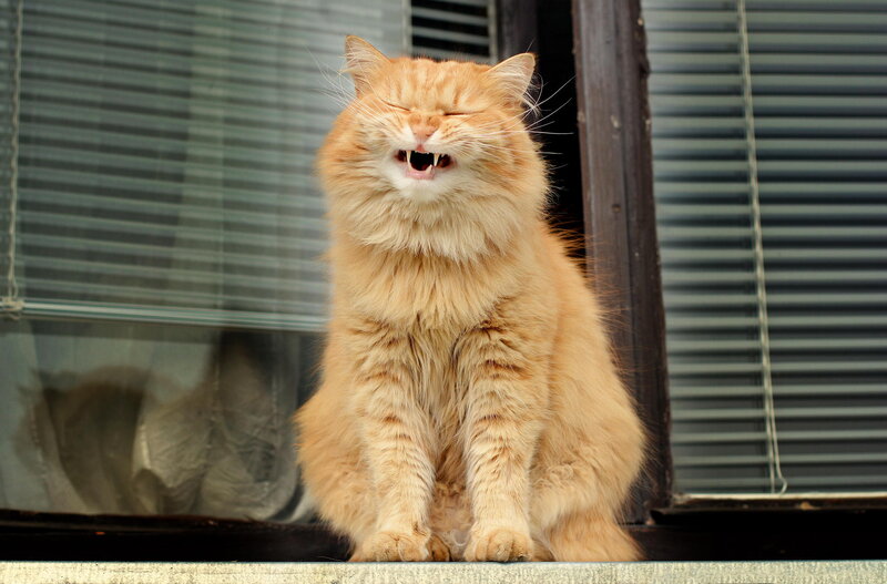 Fluffy Orange Cat — Calm, Photograph, Window