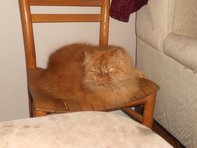 Fluffy Orange Cat — Calm, Photograph, Wooden Chair