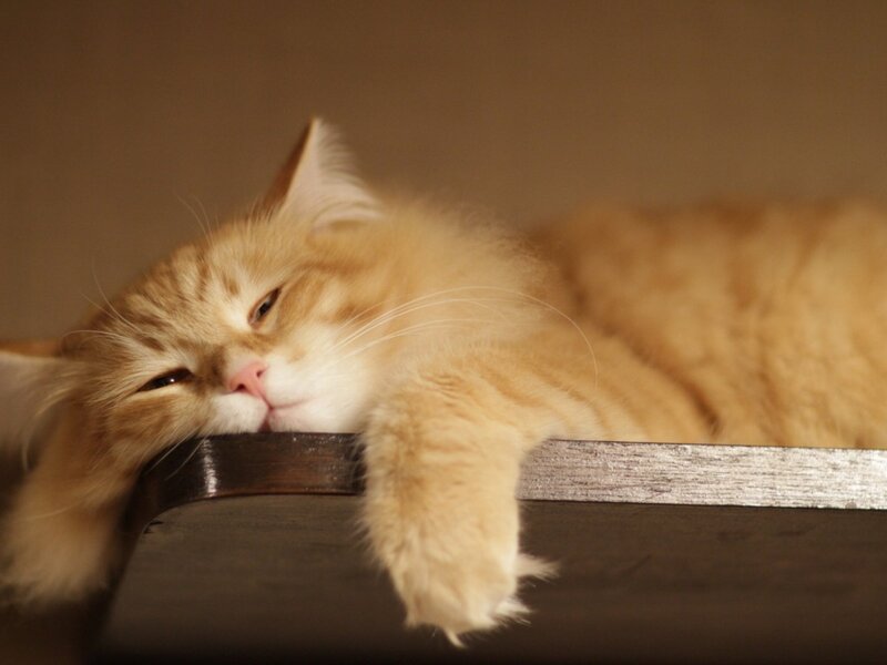 Fluffy Orange Cat — Calm, Photograph, Wooden Surface