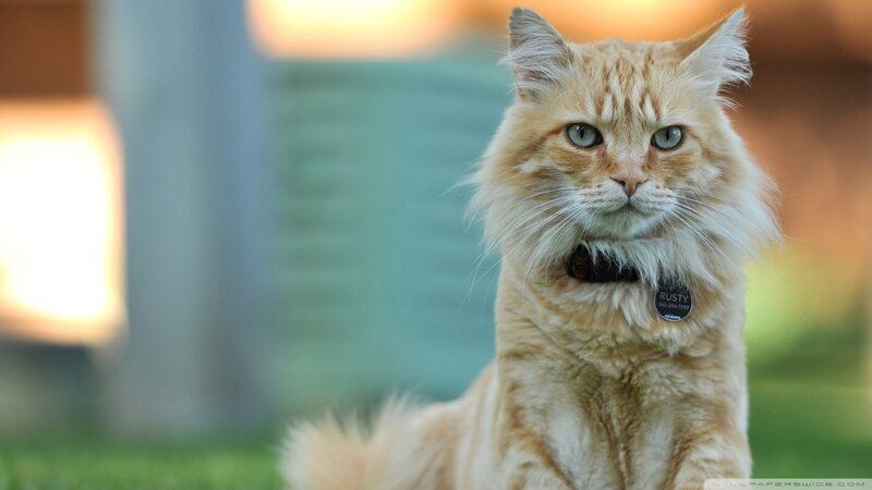 Fluffy Orange Cat — Calm, Sunset, Photograph, Collar