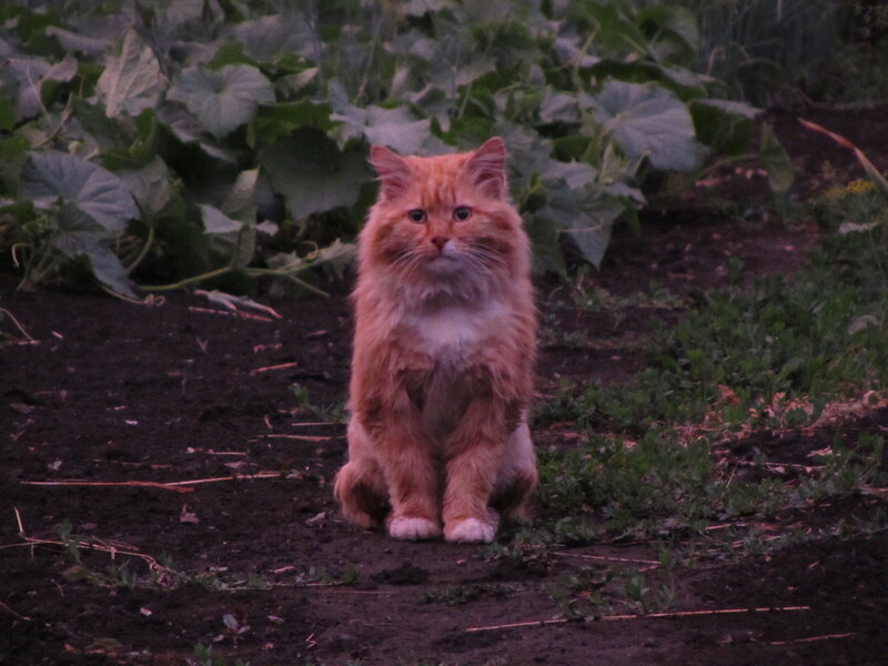 Fluffy Orange Cat — Calm, Sunset, Photograph