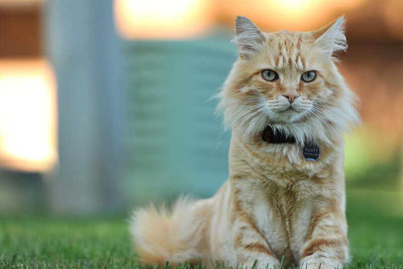 Fluffy Orange Cat — Calm, Sunset