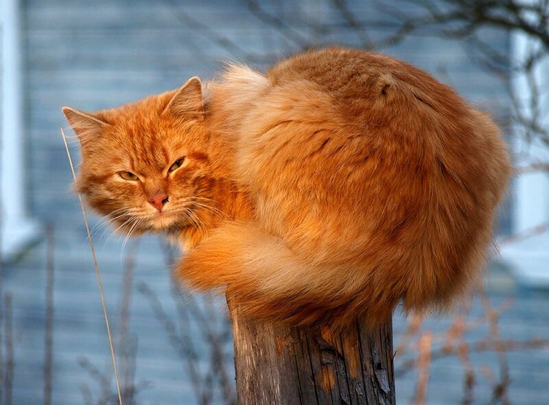 Fluffy Orange Cat — Calm