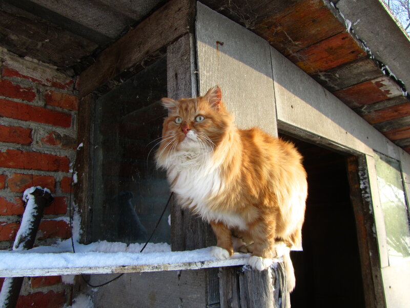 Fluffy Orange Cat — Calm, Winter, Photograph, Brick Wall
