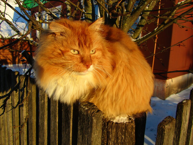 Fluffy Orange Cat — Calm, Winter, Photograph, Fence