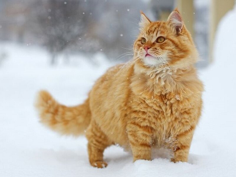 Fluffy Orange Cat — Calm, Winter, Photograph, Snow, Tail