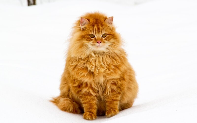 Fluffy Orange Cat — Calm, Winter, Photograph, Snow