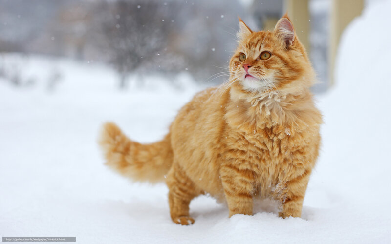 Fluffy Orange Cat — Calm, Winter, Photograph, Snow, Trees, Tail