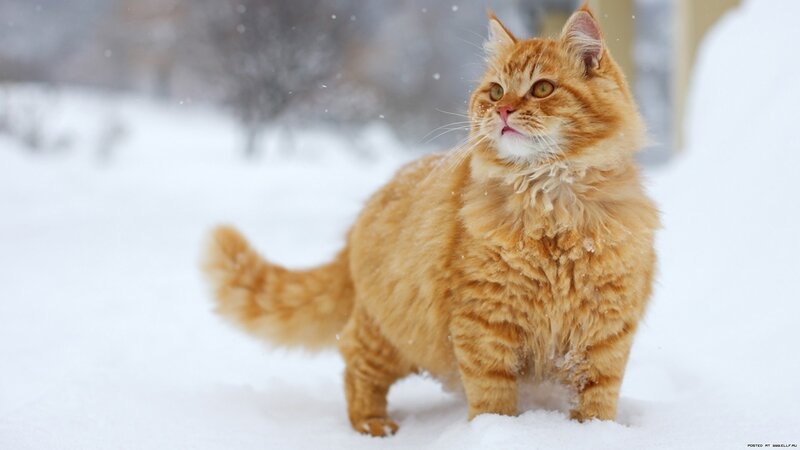 Fluffy Orange Cat — Calm, Winter, Photograph, Snow, Trees