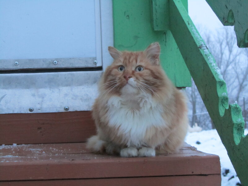 Fluffy Orange Cat — Calm, Winter, Photograph, Steps