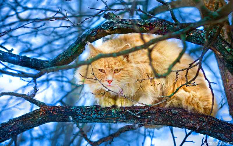 Fluffy Orange Cat — Calm, Winter, Photograph, Tree Branches