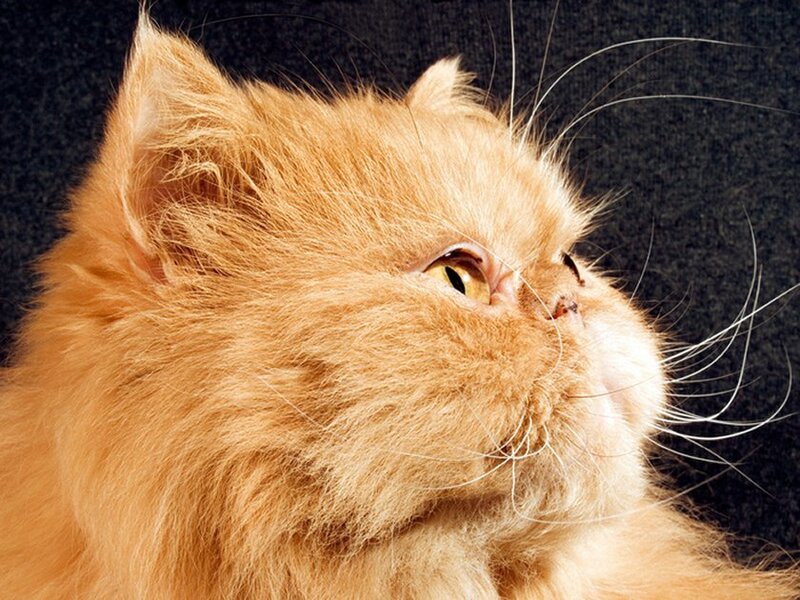 fluffy orange cat close-up