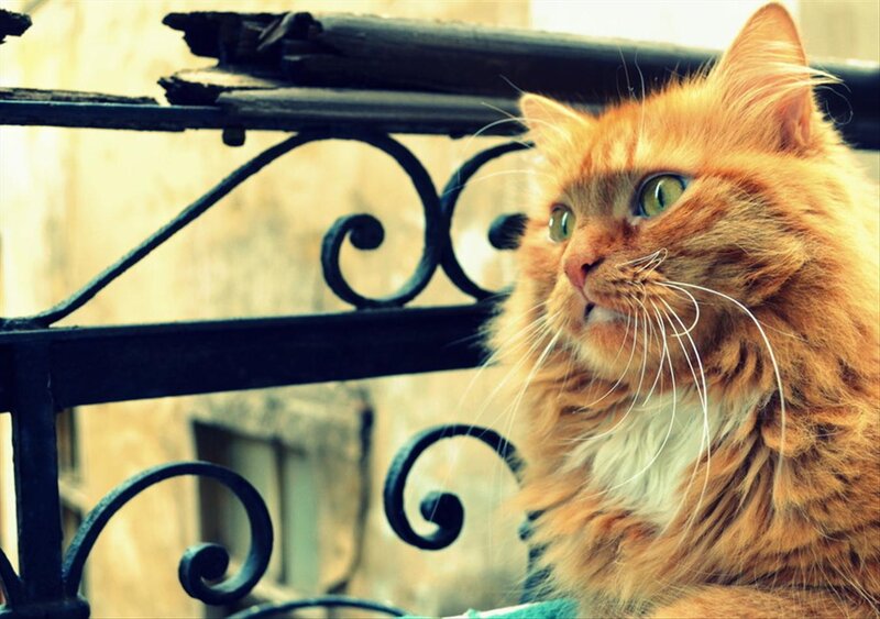 Fluffy Orange Cat — Curious, Afternoon