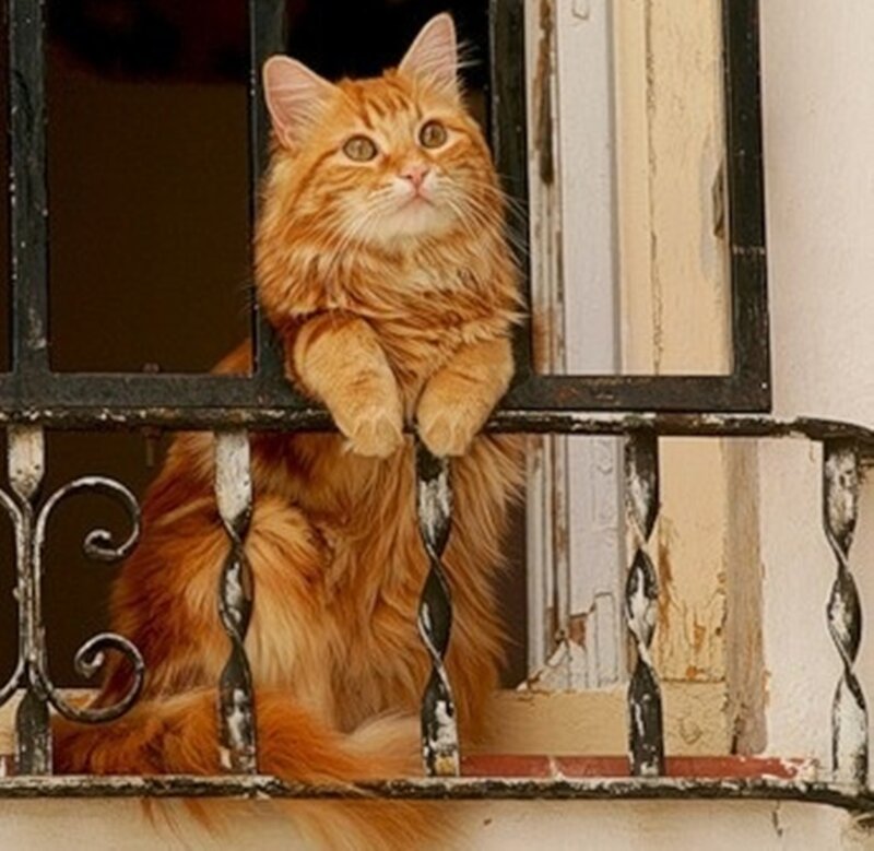Fluffy Orange Cat — Curious, Photograph, Balcony