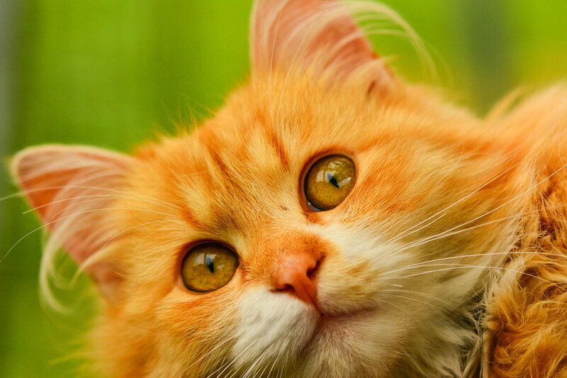 Fluffy Orange Cat — Curious, Photograph, Green Background