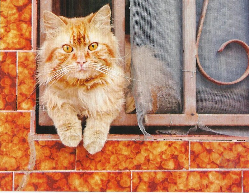 Fluffy Orange Cat — Curious, Photograph, Window