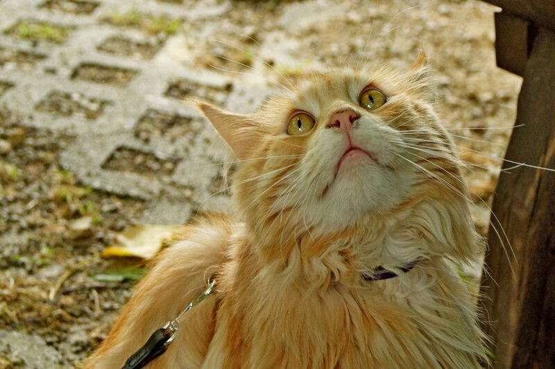 Fluffy Orange Cat — Curious