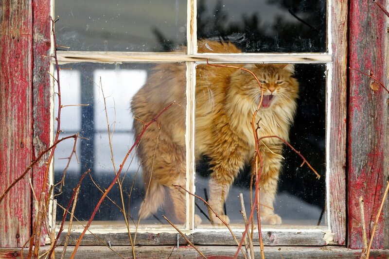 Fluffy Orange Cat — Curious, Winter