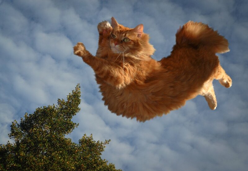 Fluffy Orange Cat — Dramatic, Afternoon, Photograph, Sky, Clouds