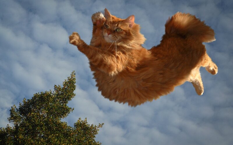 Fluffy Orange Cat — Dramatic, Afternoon, Photograph, Sky
